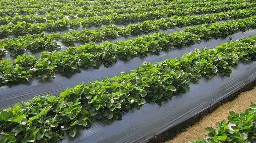 Mulch Films in Horticulture